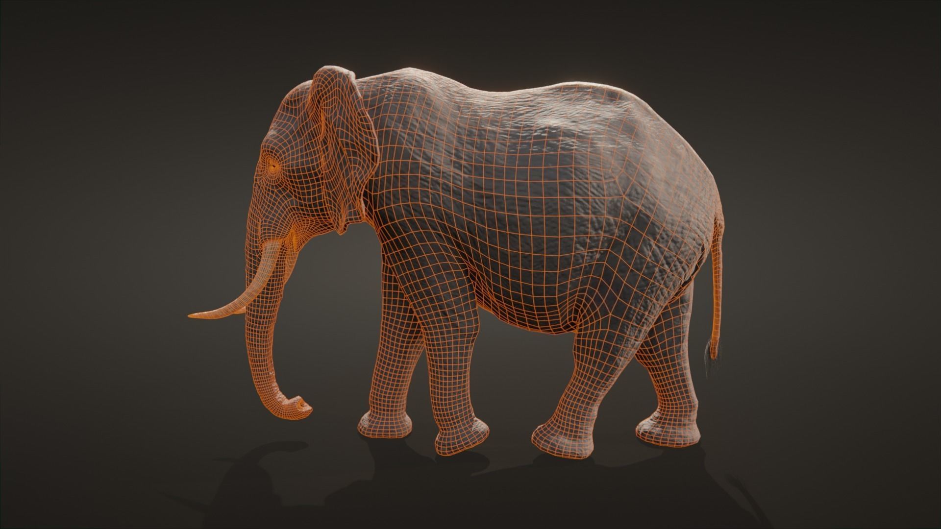 African elephant  Low-poly 3D model_21