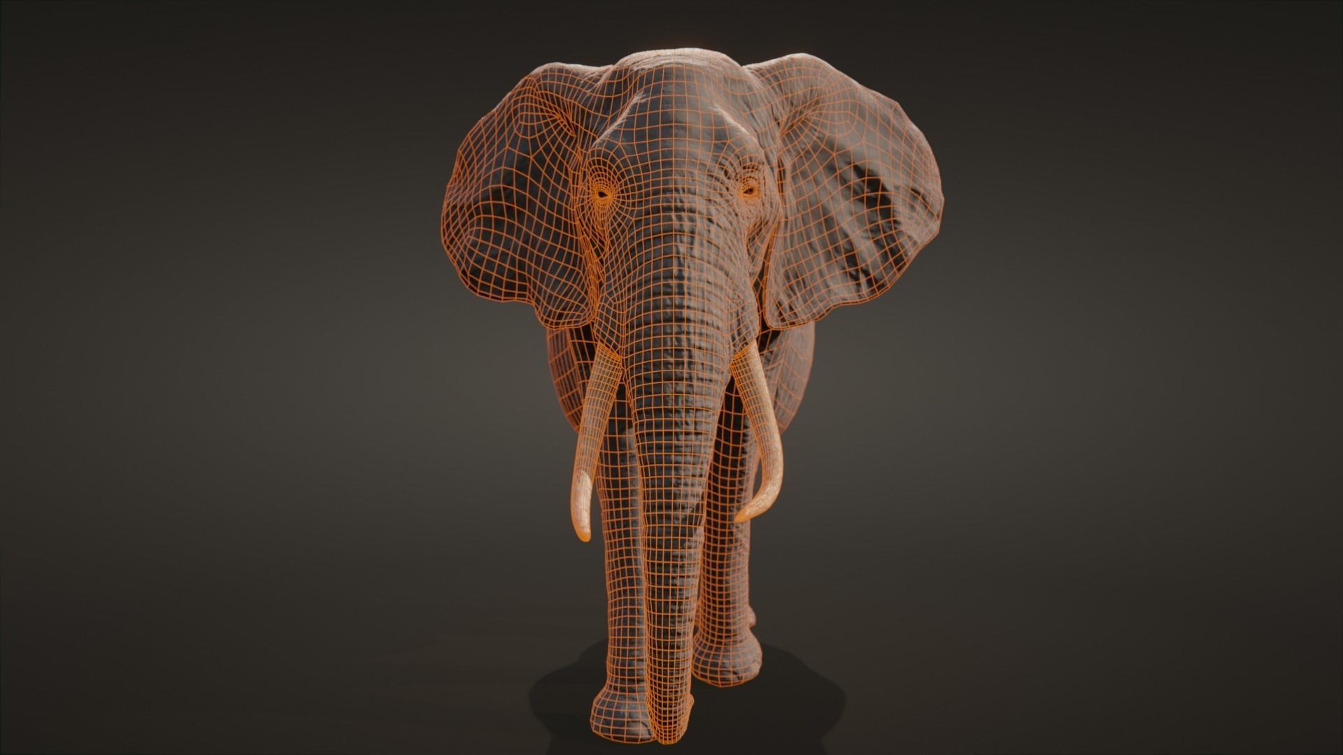 African elephant  Low-poly 3D model_19
