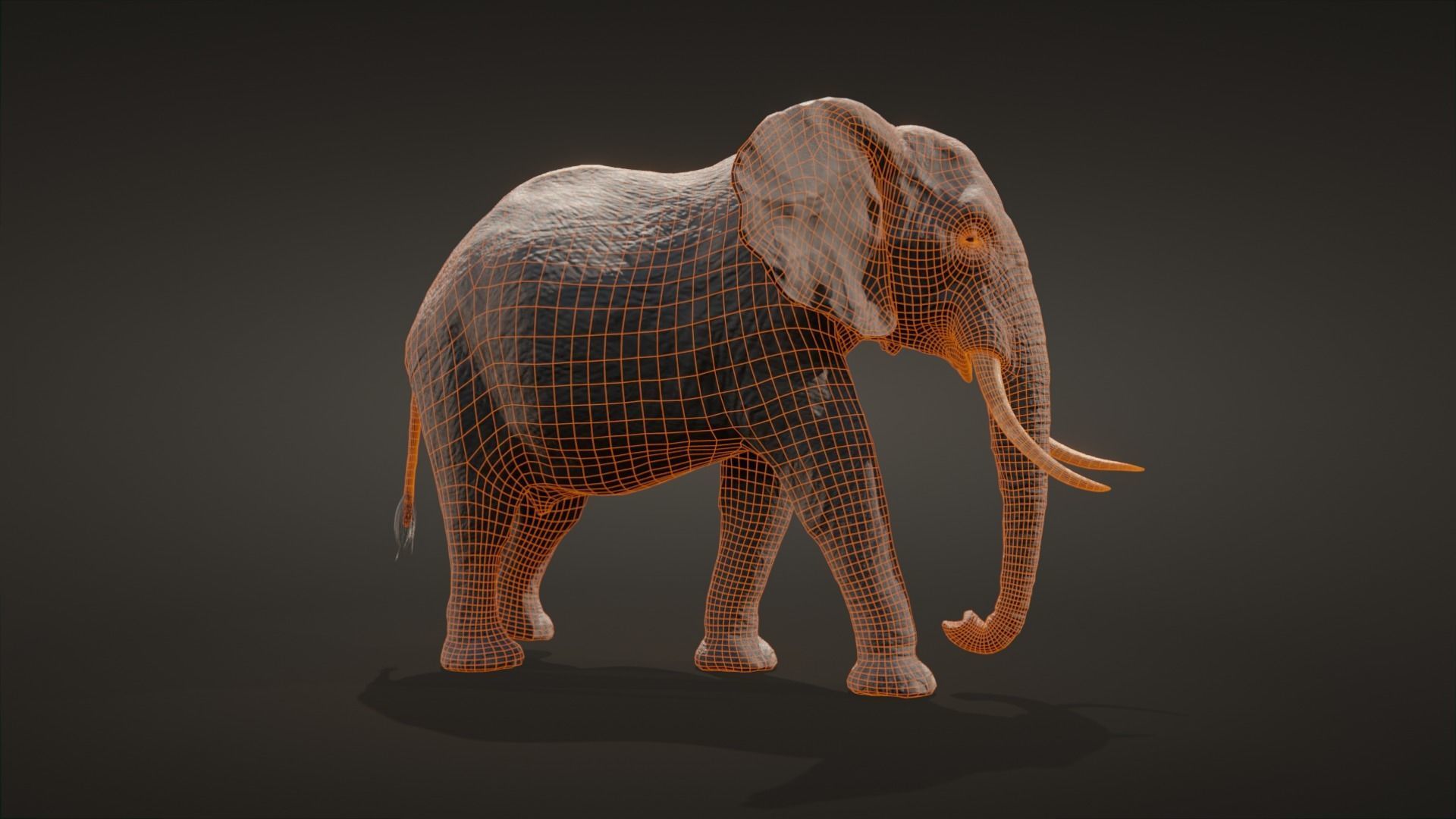 African elephant  Low-poly 3D model_14