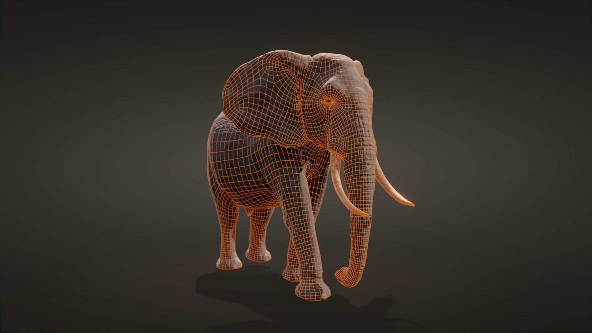 African elephant  Low-poly 3D model_15