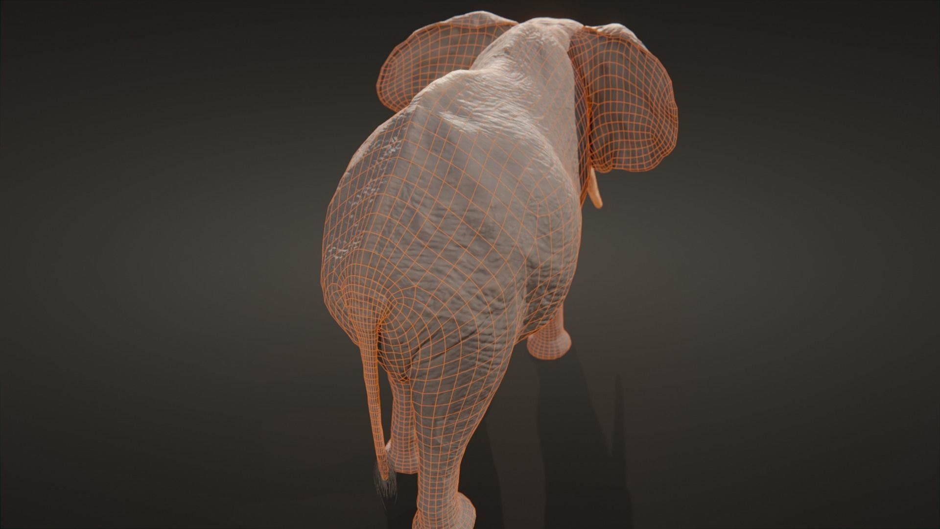 African elephant  Low-poly 3D model_17