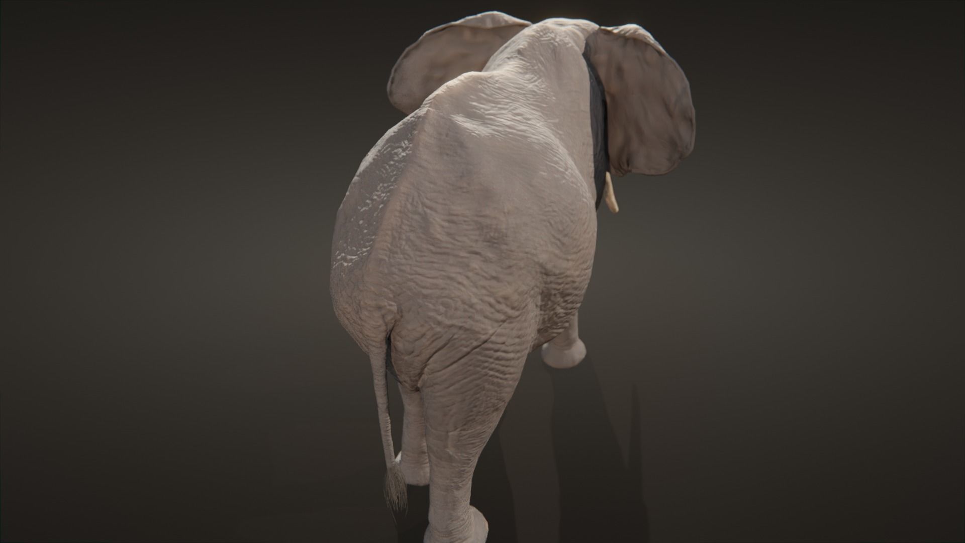 African elephant  Low-poly 3D model_5