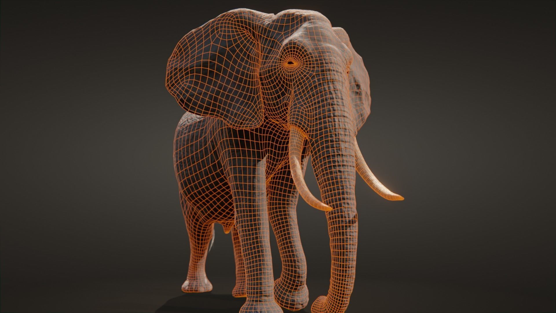 African elephant  Low-poly 3D model_24