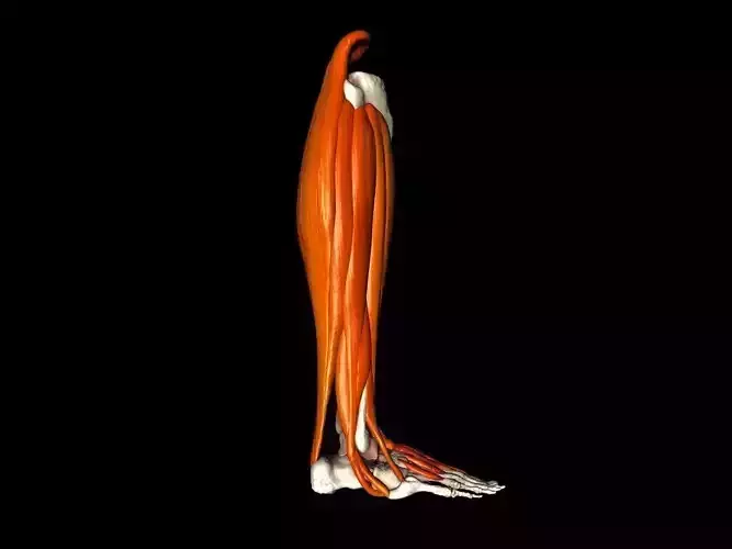 Leg Joint with Muscles Medically Accurate 3d Model 3D model