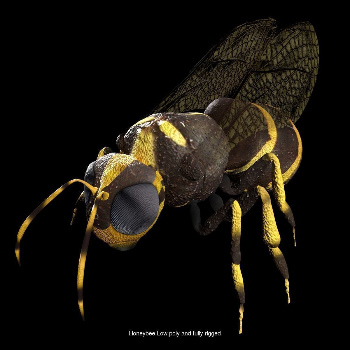 Bee and Wasp Collection rigged and low poly _1