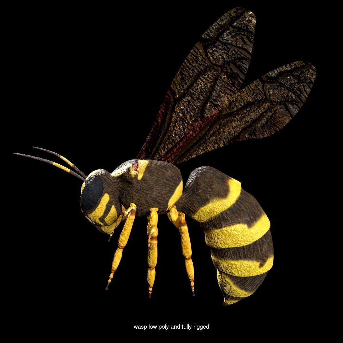 Bee and Wasp Collection rigged and low poly _2