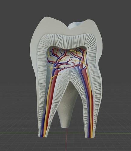 Molar Tooth -  Anatomical cross section 3D print model