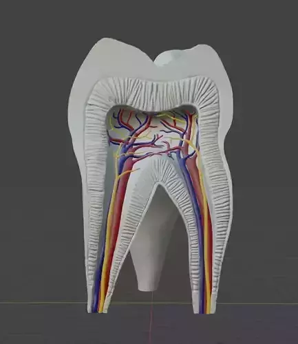 Molar Tooth -  Anatomical cross section 3D print model
