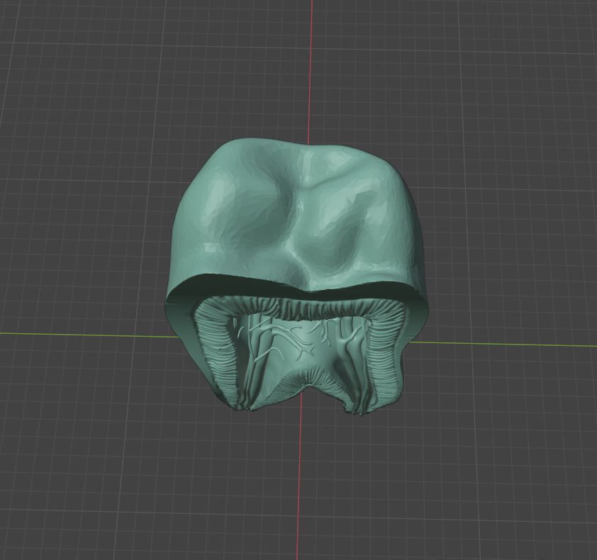 Molar Tooth -  Anatomical cross section 3D print model_7