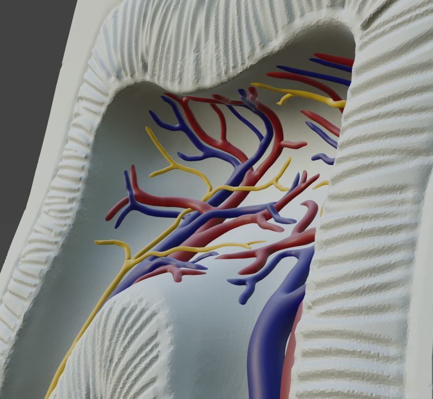 Molar Tooth -  Anatomical cross section 3D print model_1