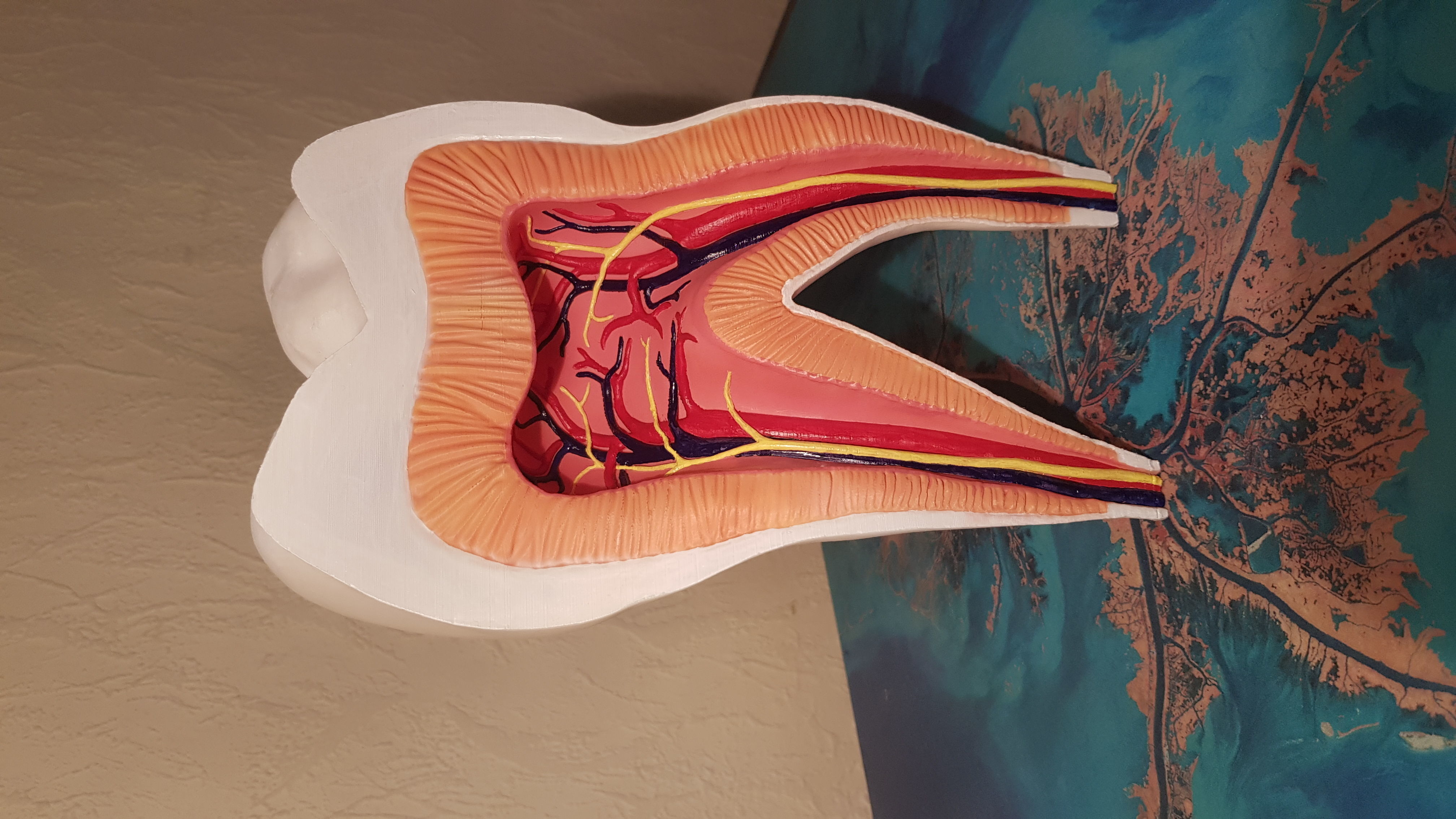 Molar Tooth -  Anatomical cross section 3D print model_14