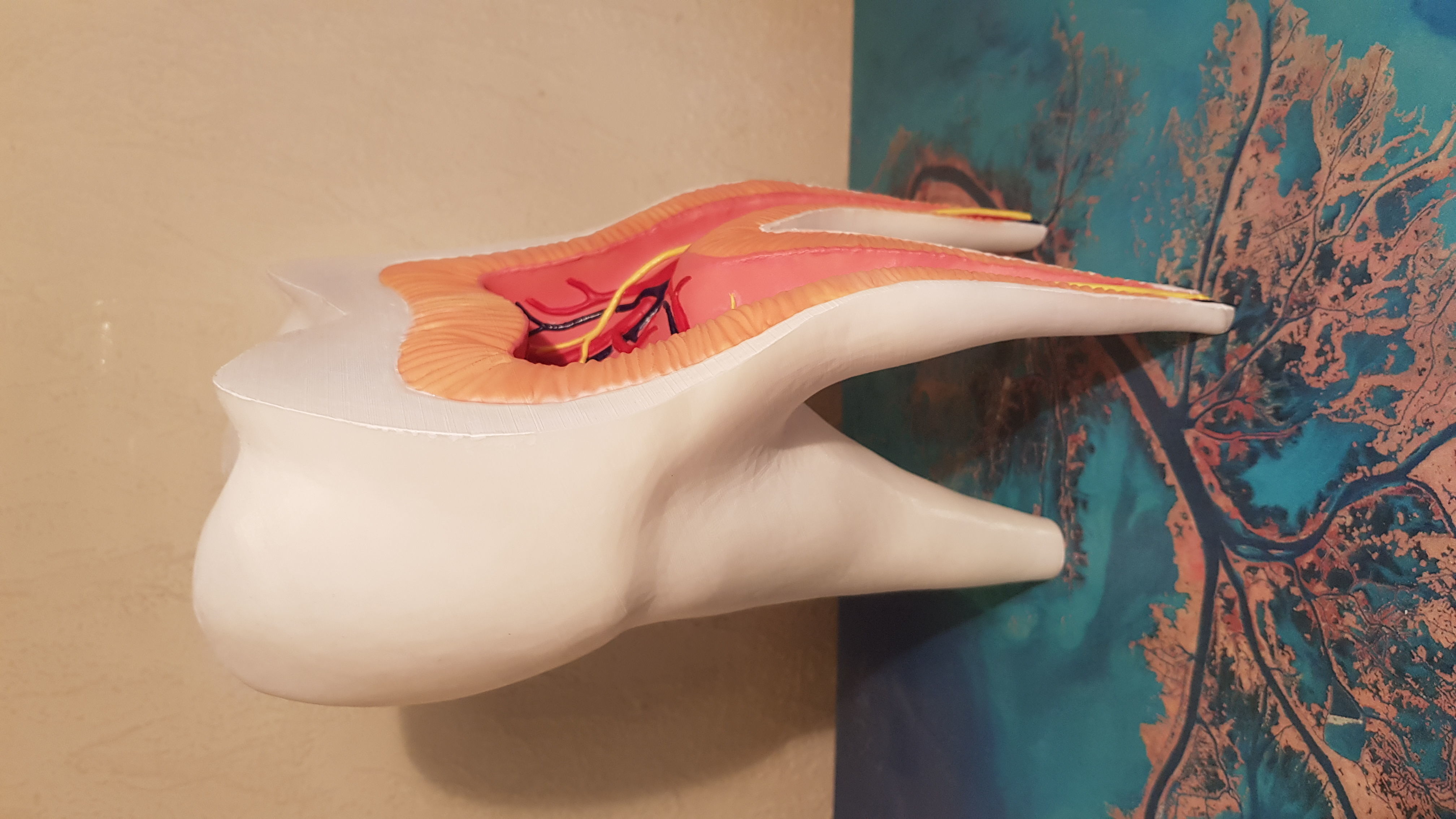 Molar Tooth -  Anatomical cross section 3D print model_13