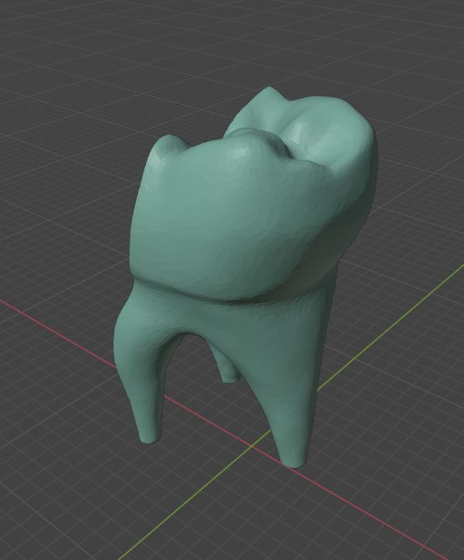 Molar Tooth -  Anatomical cross section 3D print model_5