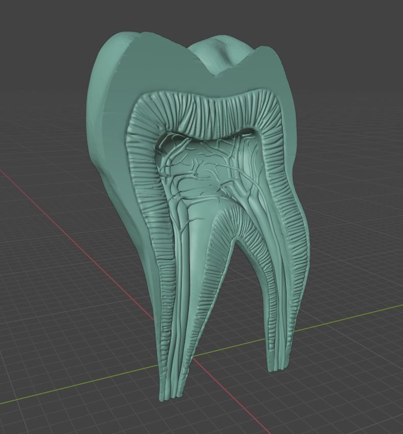 Molar Tooth -  Anatomical cross section 3D print model_2