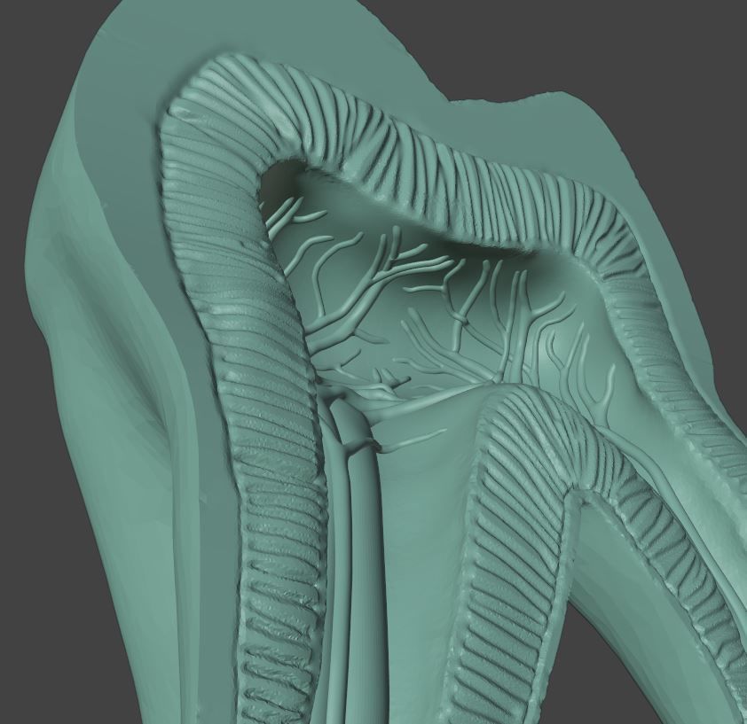 Molar Tooth -  Anatomical cross section 3D print model_6