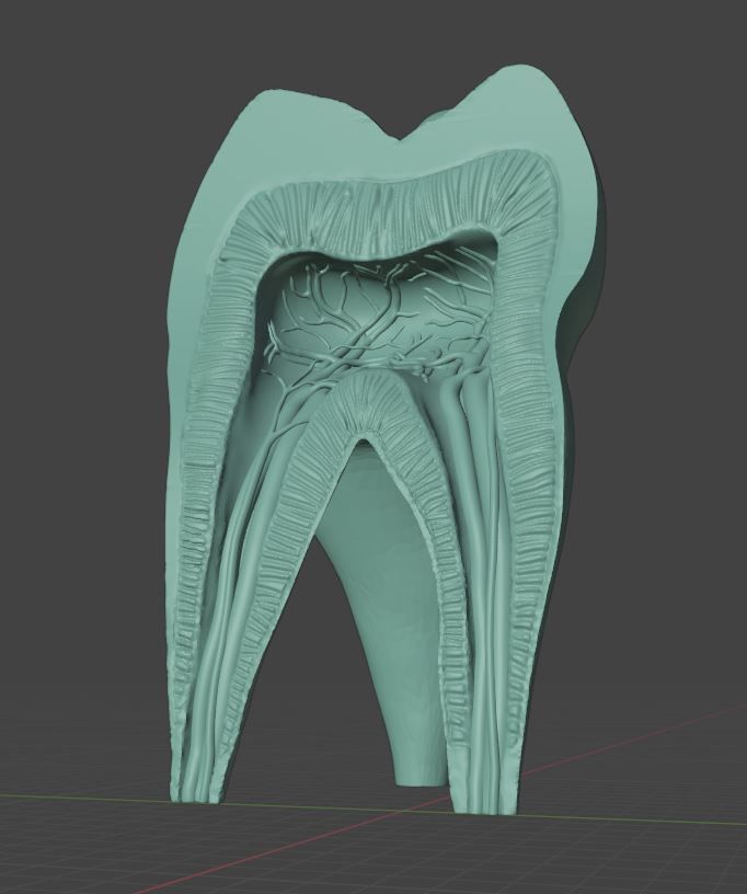Molar Tooth -  Anatomical cross section 3D print model_3
