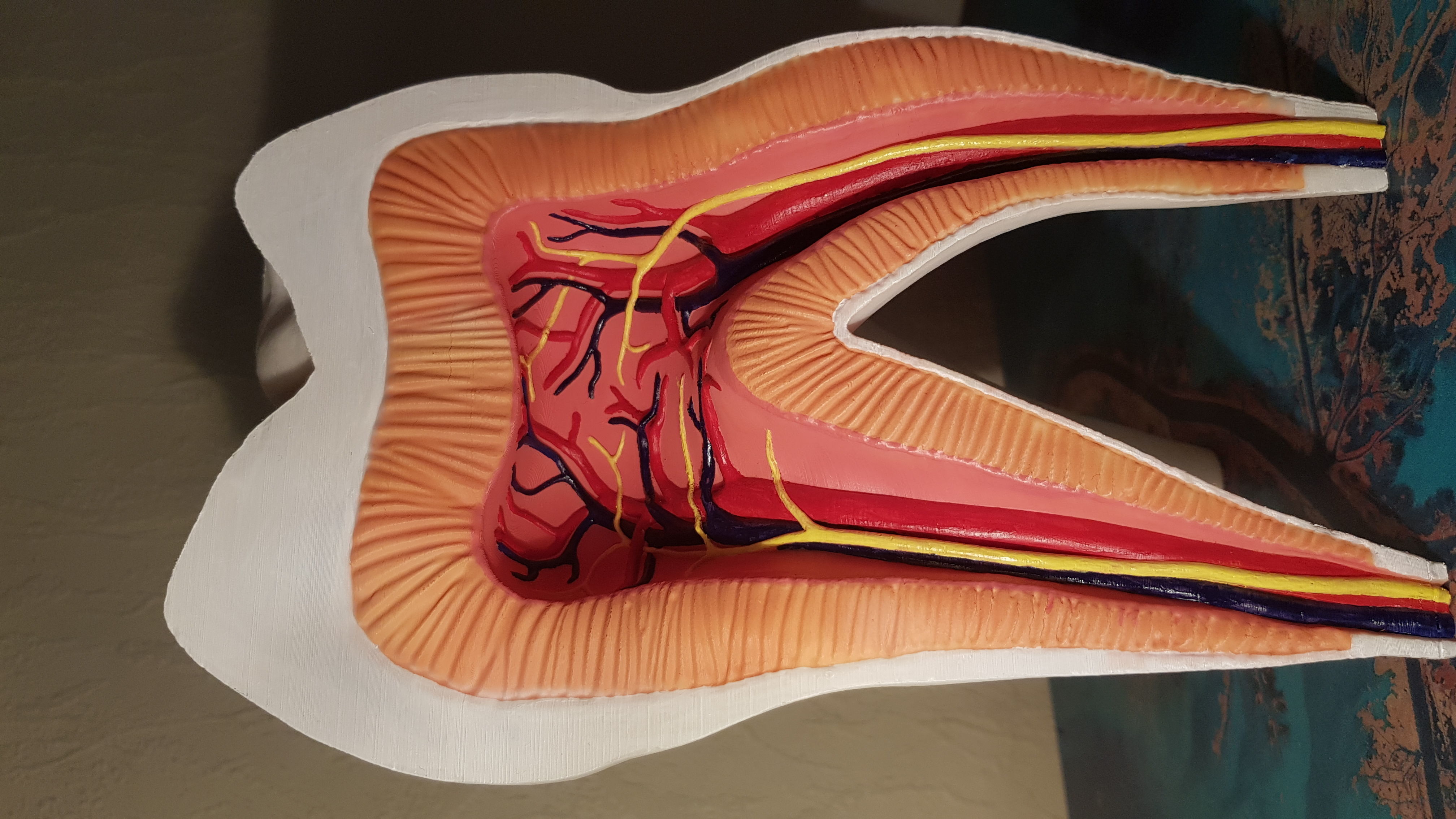 Molar Tooth -  Anatomical cross section 3D print model_12