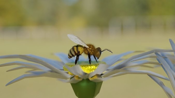 Bee photorealistic 3D model rigged animated Low-poly 3D model