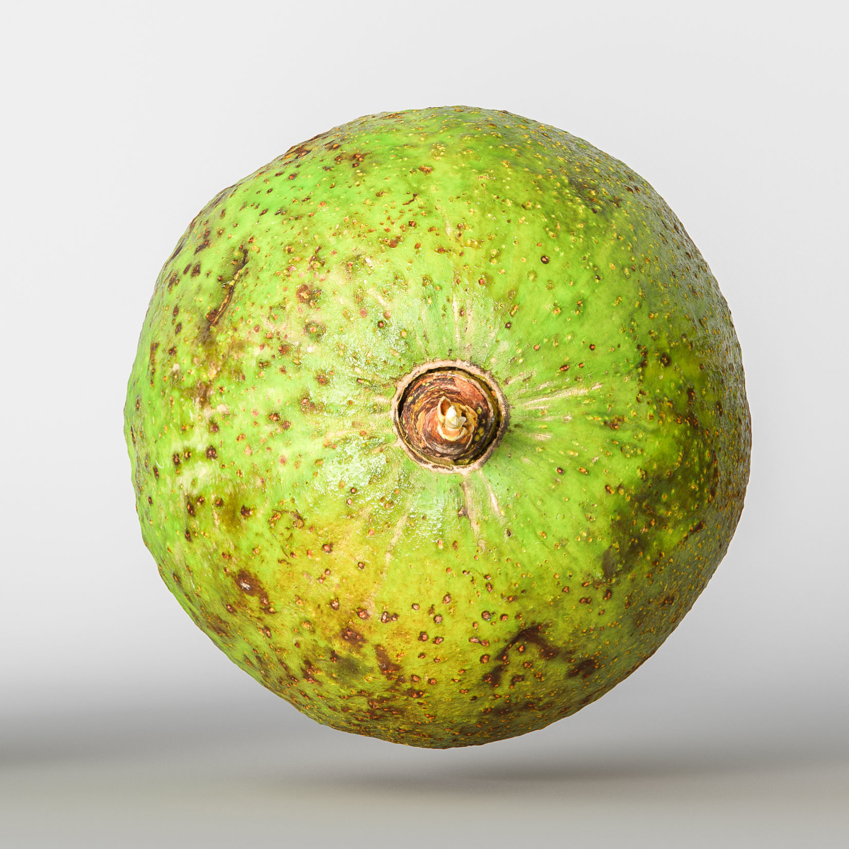Avocado 3D model_5