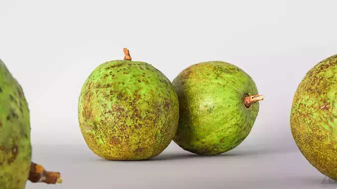 Avocado 3D model
