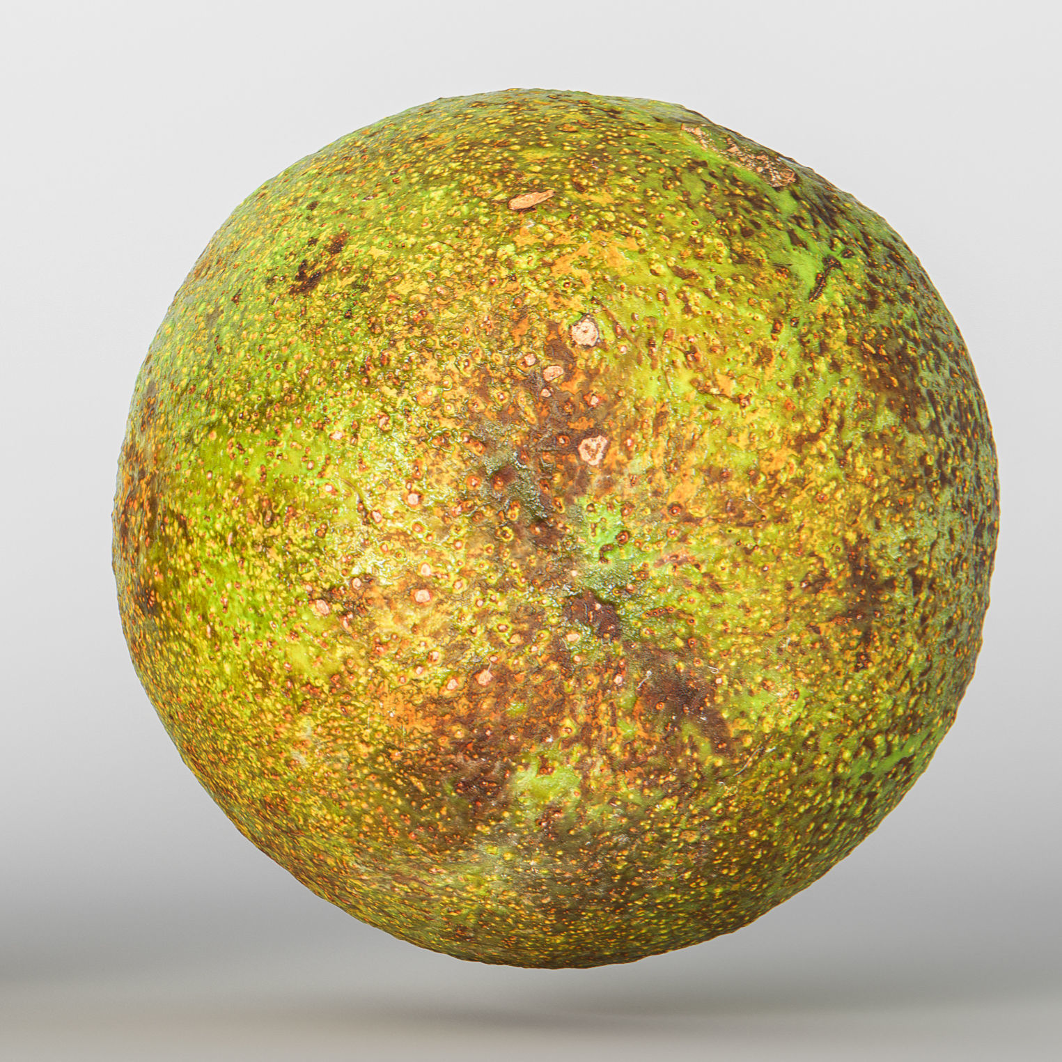 Avocado 3D model_6