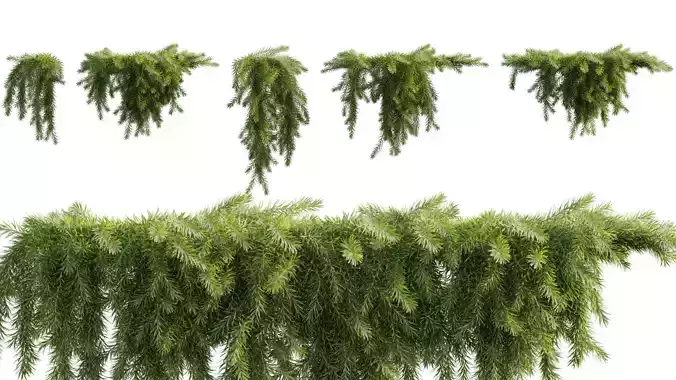 Acacia cognata Limelight - Weeping Acacia - 02 3D model
