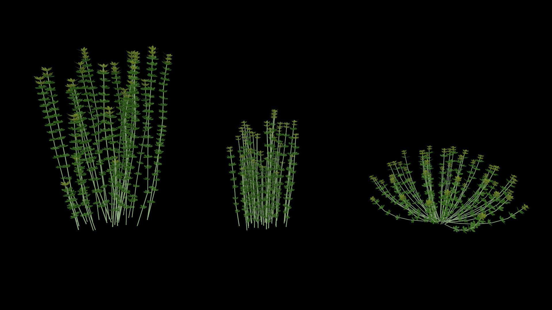 Lotus hirsutus Brimstone lod2 3D model_2