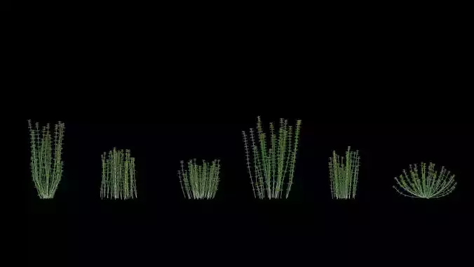 Lotus hirsutus Brimstone lod2