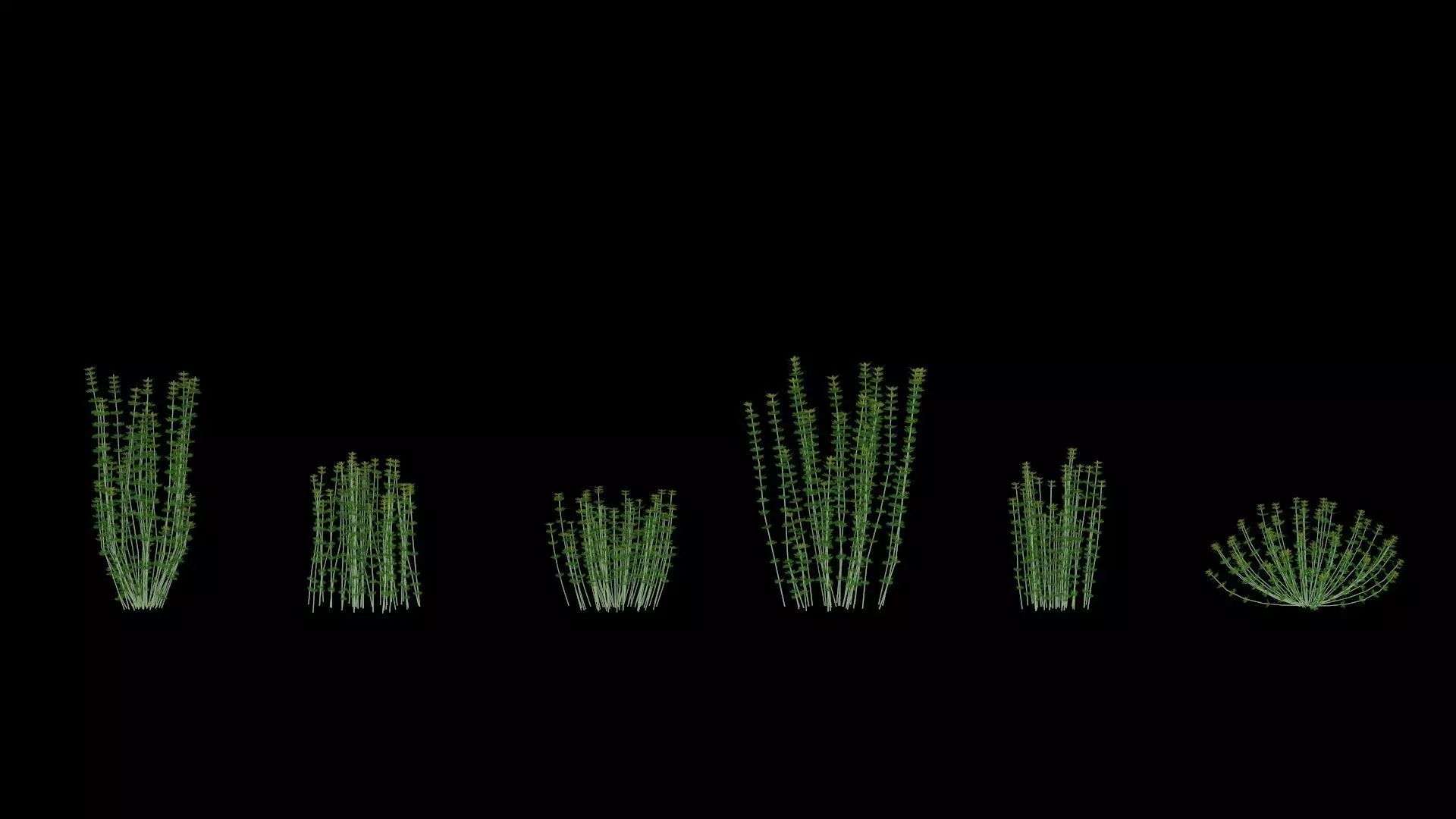 Lotus hirsutus Brimstone lod2 3D model_0