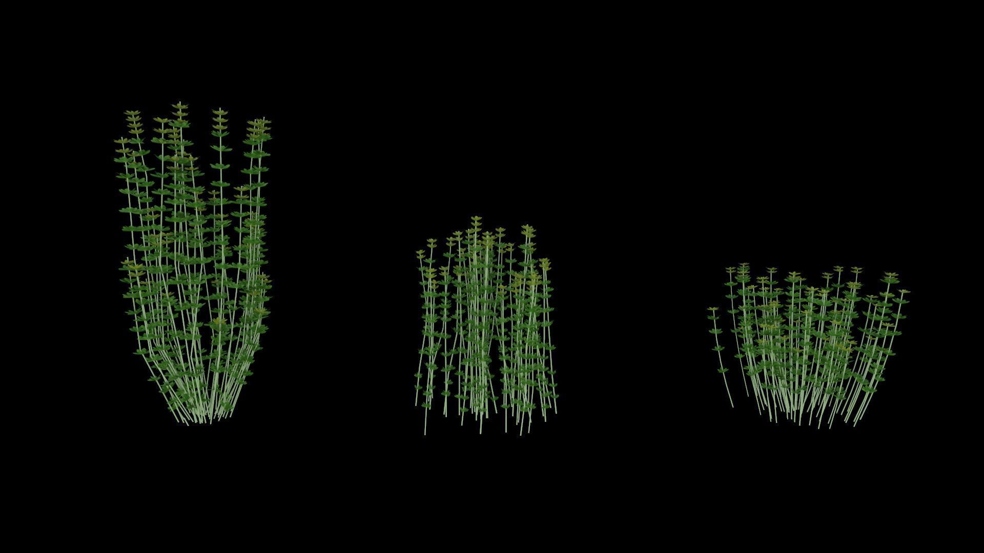 Lotus hirsutus Brimstone lod2 3D model_1