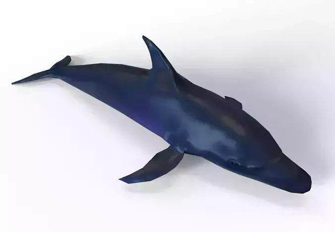 3D low poly Dolphin Low-poly 3D model