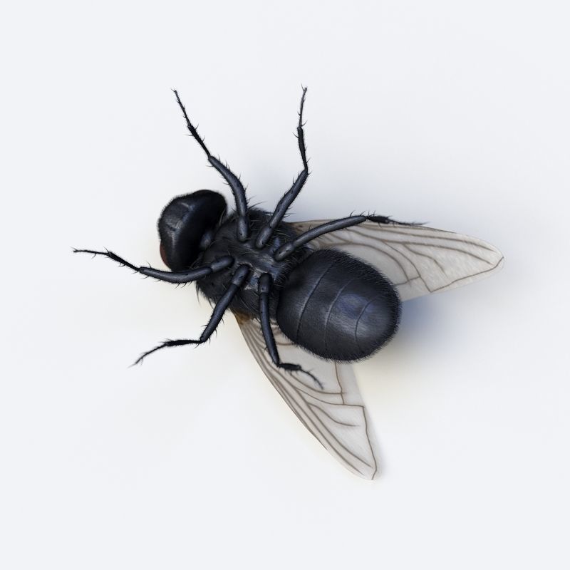 HouseFly fly 3D model_12