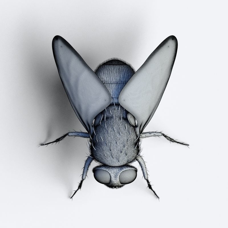 HouseFly fly 3D model_14