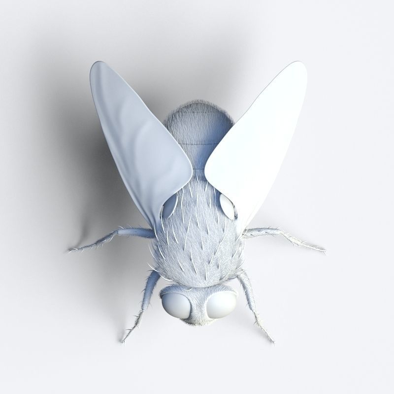 HouseFly fly 3D model_5