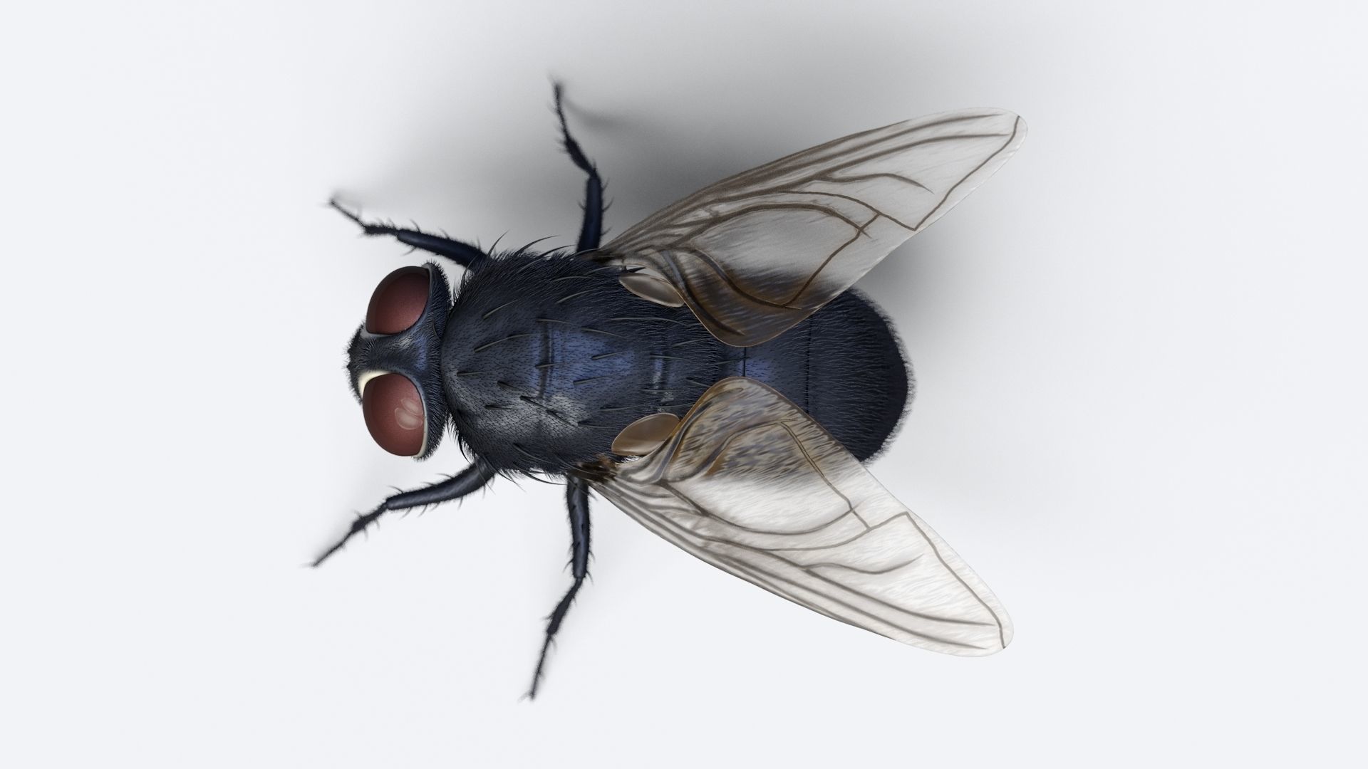 HouseFly fly 3D model_2