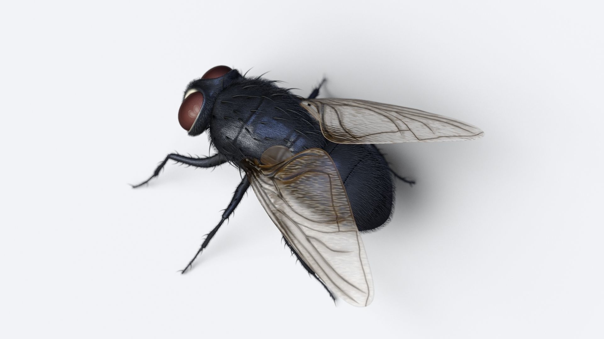 HouseFly fly 3D model_4