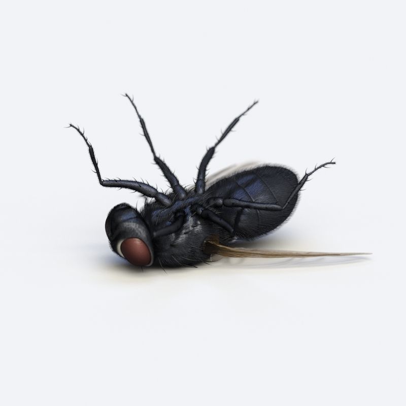 HouseFly fly 3D model_11