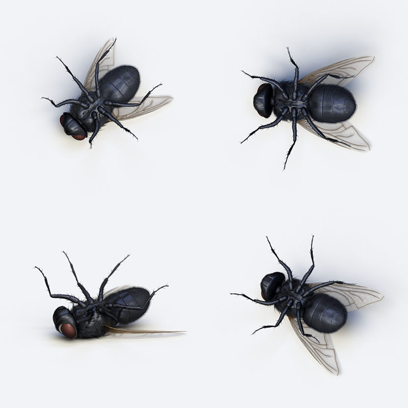 HouseFly fly 3D model_13