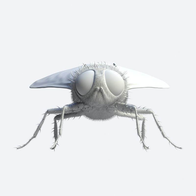 HouseFly fly 3D model_7