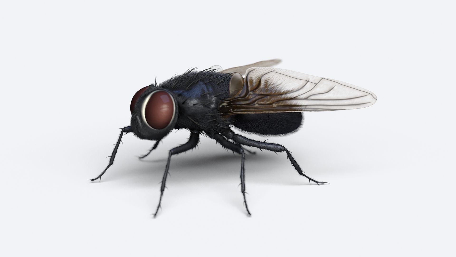 HouseFly fly 3D model_3