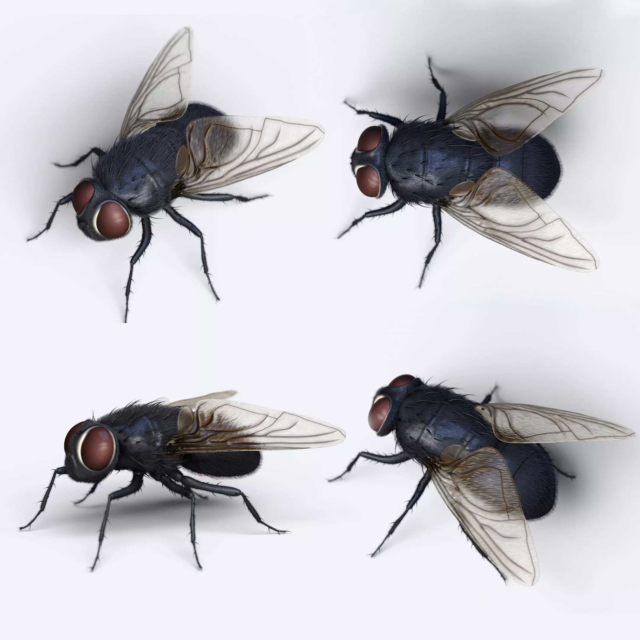 HouseFly fly 3D model_0