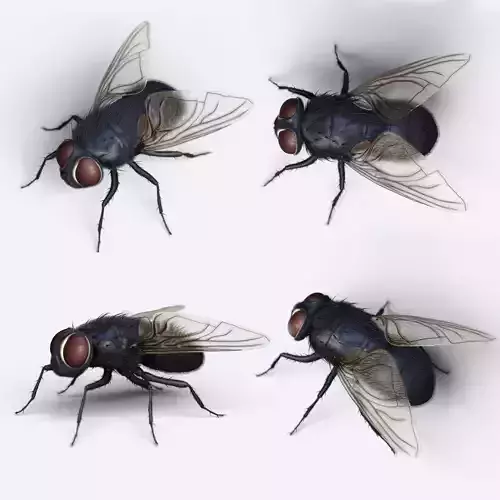 HouseFly fly 3D model