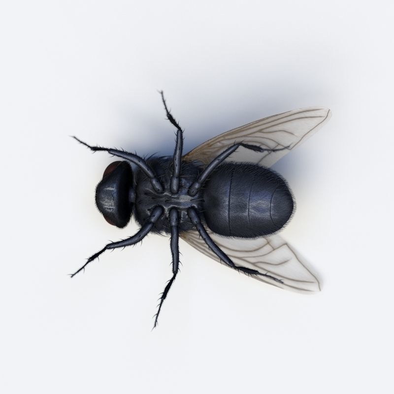 HouseFly fly 3D model_10