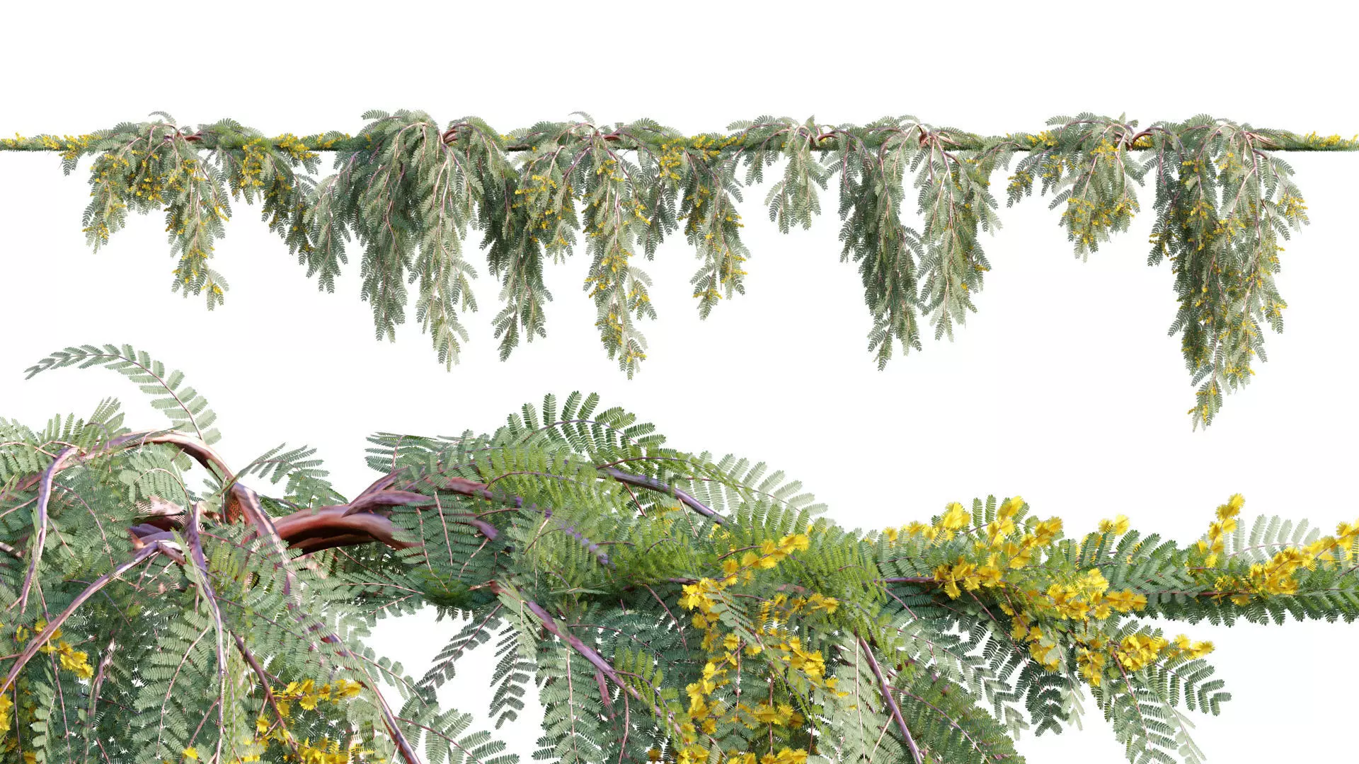Acacia cardiophylla Gold Lace - Wyalong Wattle - 02 3D model
