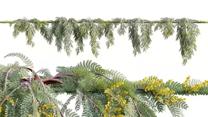 Acacia cardiophylla Gold Lace - Wyalong Wattle - 02