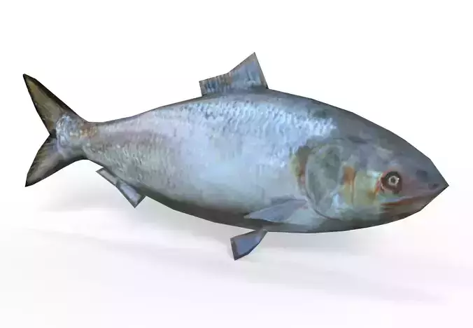 Fish Hilsa Fish Low-poly 3D model