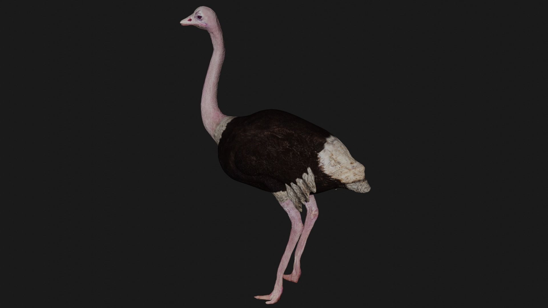 Ostrich low poly fully rigged Low-poly 3D model_6