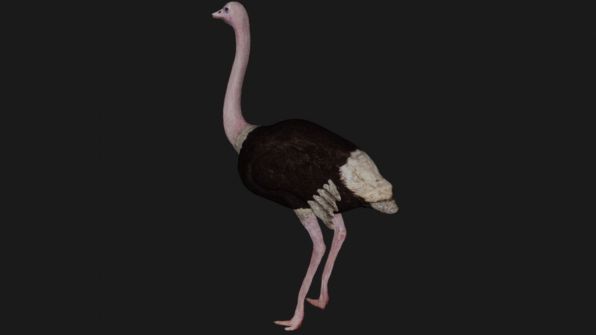 Ostrich low poly fully rigged Low-poly 3D model_7