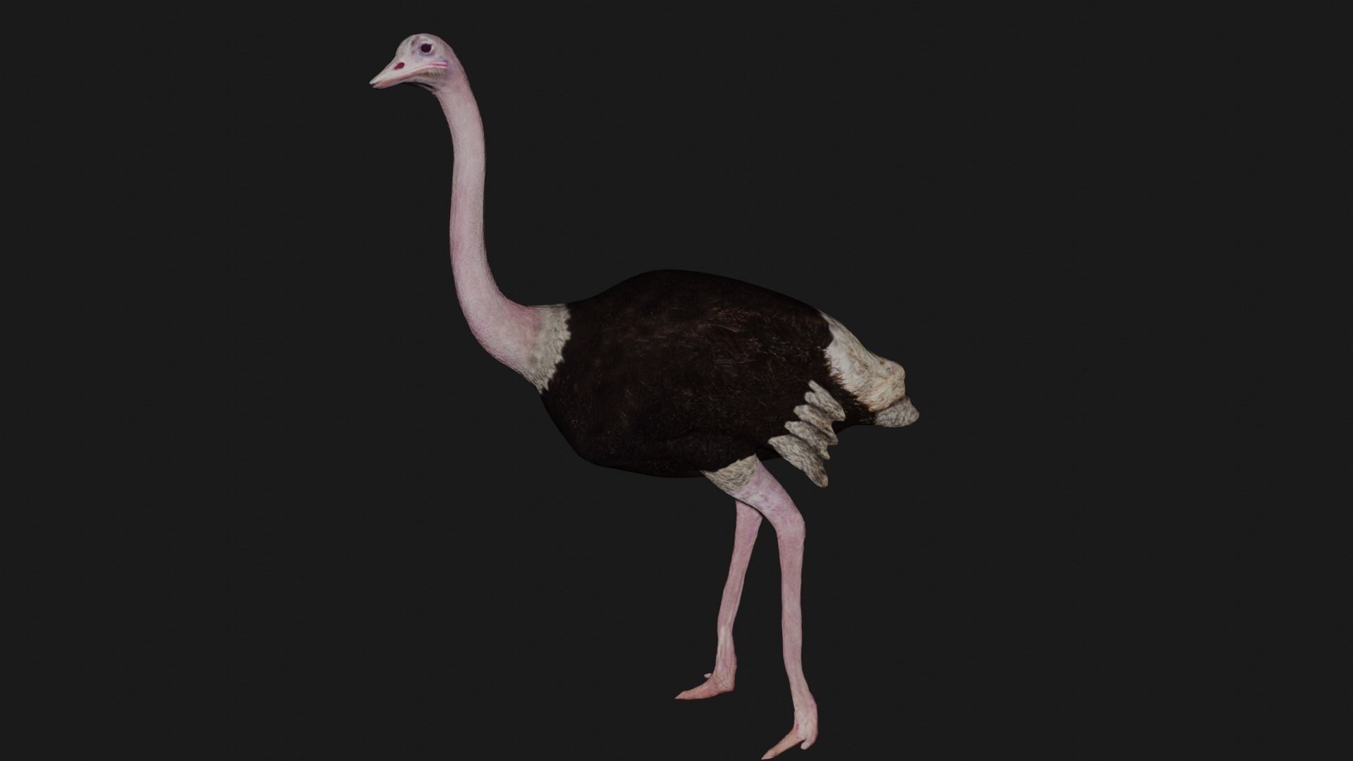 Ostrich low poly fully rigged Low-poly 3D model_4