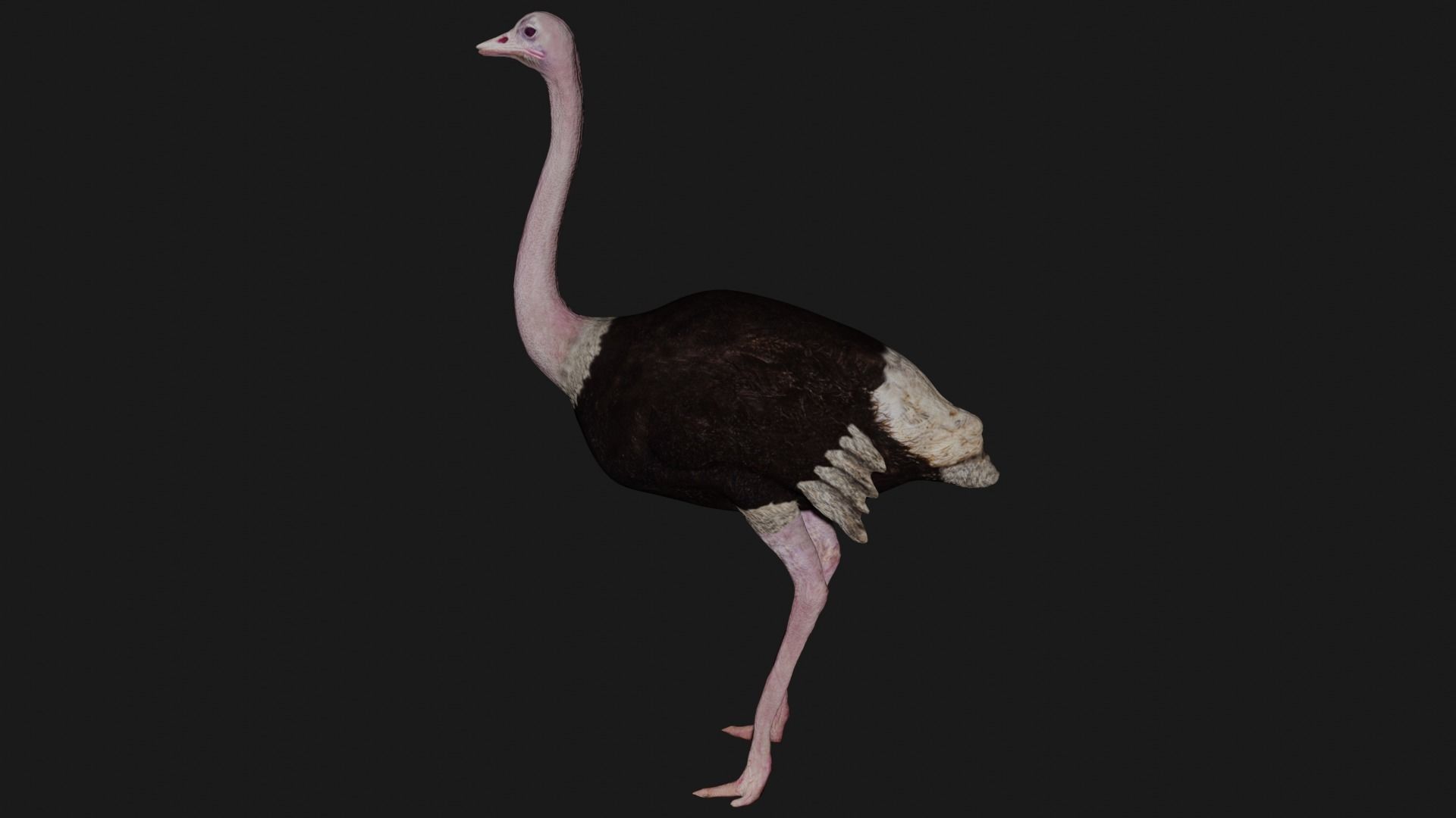 Ostrich low poly fully rigged Low-poly 3D model_5